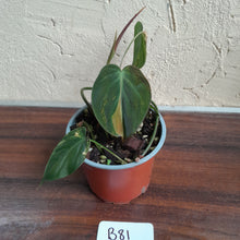 Load image into Gallery viewer, #B81 Variegated Philodendron Micans