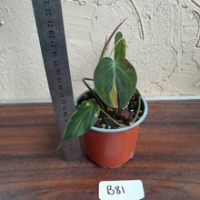 Load image into Gallery viewer, #B81 Variegated Philodendron Micans
