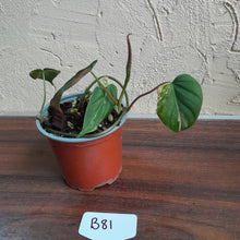 Load image into Gallery viewer, #B81 Variegated Philodendron Micans