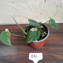 Load image into Gallery viewer, #B81 Variegated Philodendron Micans