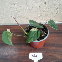 Load image into Gallery viewer, #B81 Variegated Philodendron Micans