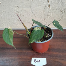 Load image into Gallery viewer, #B81 Variegated Philodendron Micans
