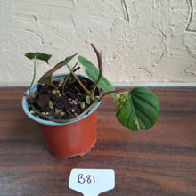 Load image into Gallery viewer, #B81 Variegated Philodendron Micans