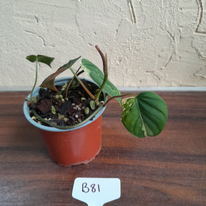 #B81 Variegated Philodendron Micans