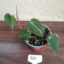 Load image into Gallery viewer, #B81 Variegated Philodendron Micans