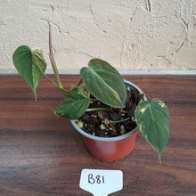 Load image into Gallery viewer, #B81 Variegated Philodendron Micans