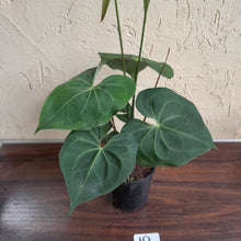Load image into Gallery viewer, #10 Large, Flowering Anthurium Clarinervium x