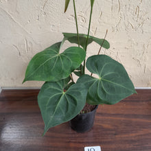 Load image into Gallery viewer, #10 Large, Flowering Anthurium Clarinervium x