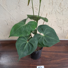 Load image into Gallery viewer, #10 Large, Flowering Anthurium Clarinervium x