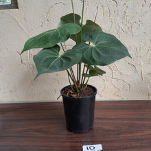 Load image into Gallery viewer, #10 Large, Flowering Anthurium Clarinervium x