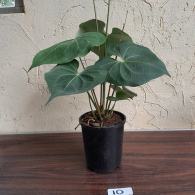 #10 Large, Flowering Anthurium Clarinervium x