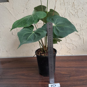 #10 Large, Flowering Anthurium Clarinervium x