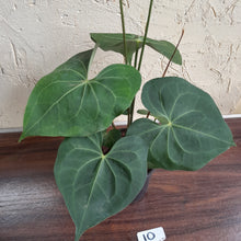 Load image into Gallery viewer, #10 Large, Flowering Anthurium Clarinervium x