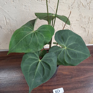 #10 Large, Flowering Anthurium Clarinervium x