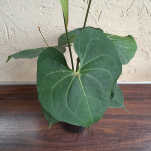 #10 Large, Flowering Anthurium Clarinervium x