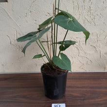 Load image into Gallery viewer, #10 Large, Flowering Anthurium Clarinervium x