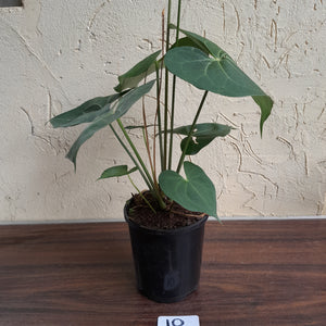 #10 Large, Flowering Anthurium Clarinervium x