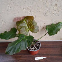 Load image into Gallery viewer, #B89 Philodendron Corsinianum / Bronze Shield