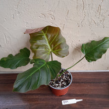 Load image into Gallery viewer, #B89 Philodendron Corsinianum / Bronze Shield