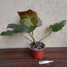 Load image into Gallery viewer, #B89 Philodendron Corsinianum / Bronze Shield