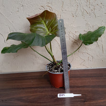 Load image into Gallery viewer, #B89 Philodendron Corsinianum / Bronze Shield