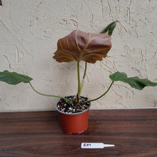 Load image into Gallery viewer, #B89 Philodendron Corsinianum / Bronze Shield