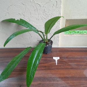 #B72 Large Philodendron Campii