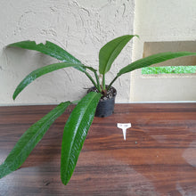 Load image into Gallery viewer, #B72 Large Philodendron Campii