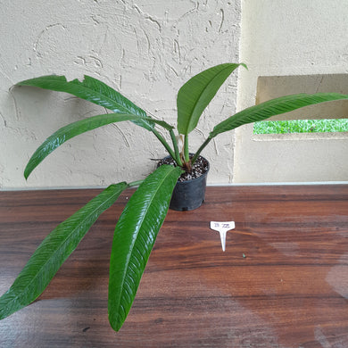 #B72 Large Philodendron Campii