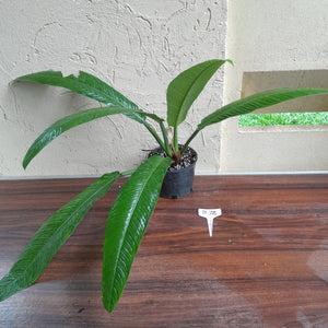 #B72 Large Philodendron Campii