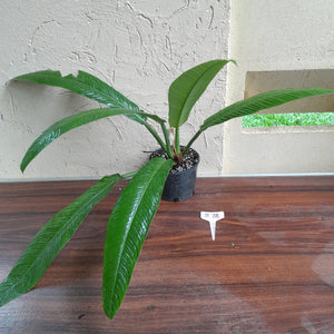 #B72 Large Philodendron Campii