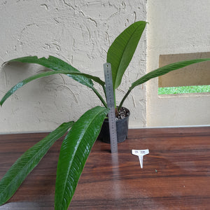 #B72 Large Philodendron Campii