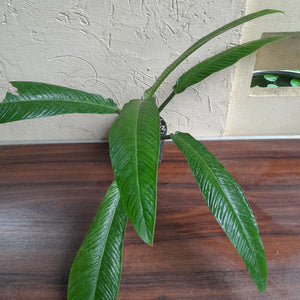#B72 Large Philodendron Campii