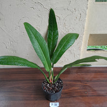 Load image into Gallery viewer, #B72 Large Philodendron Campii