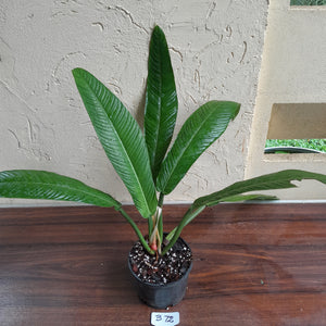 #B72 Large Philodendron Campii