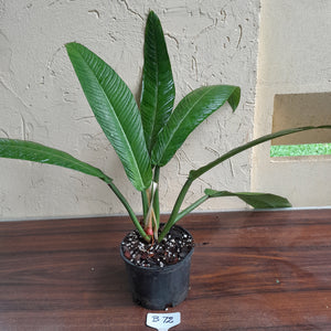 #B72 Large Philodendron Campii