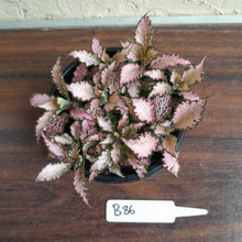Load image into Gallery viewer, #B86 Fittonia Pink