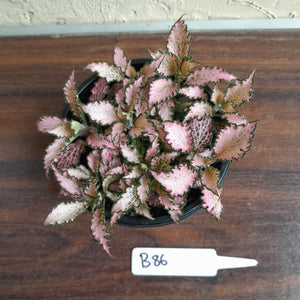 #B86 Fittonia Pink