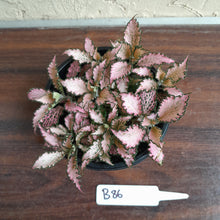 Load image into Gallery viewer, #B86 Fittonia Pink