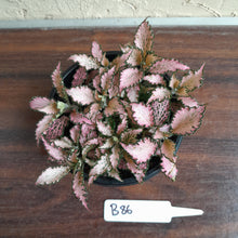 Load image into Gallery viewer, #B86 Fittonia Pink