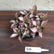 Load image into Gallery viewer, #B86 Fittonia Pink
