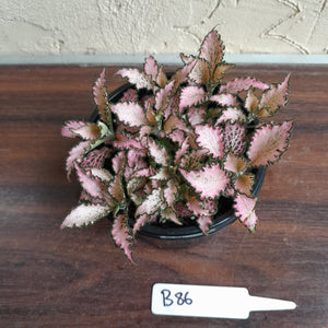 #B86 Fittonia Pink