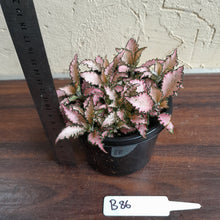 Load image into Gallery viewer, #B86 Fittonia Pink