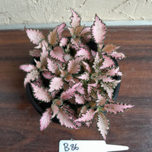 Load image into Gallery viewer, #B86 Fittonia Pink
