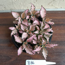 Load image into Gallery viewer, #B86 Fittonia Pink