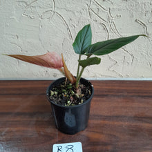 Load image into Gallery viewer, #R8 Philodendron Serpens