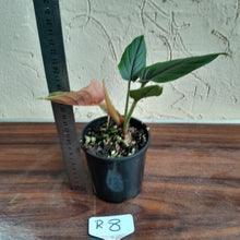 Load image into Gallery viewer, #R8 Philodendron Serpens
