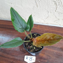Load image into Gallery viewer, #R8 Philodendron Serpens