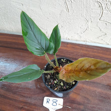 Load image into Gallery viewer, #R8 Philodendron Serpens