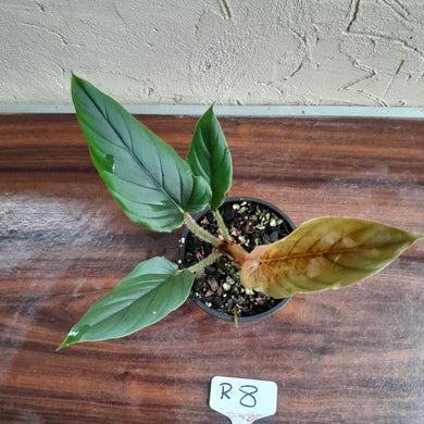 #R8 Philodendron Serpens